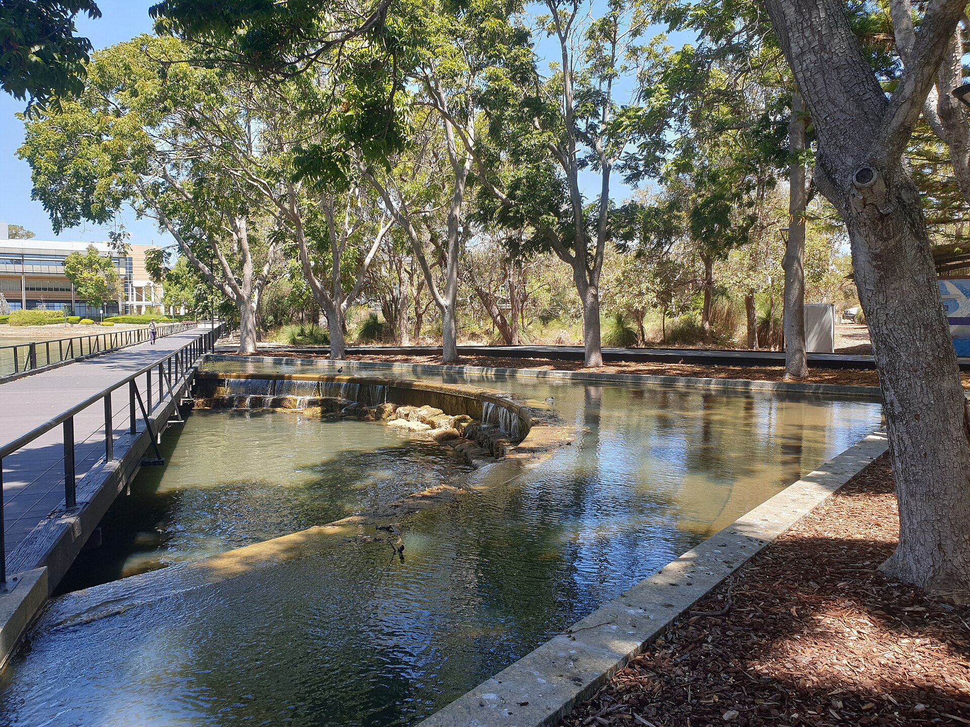 Water and trees at the north end of Central Park, Joondalup, in daylight