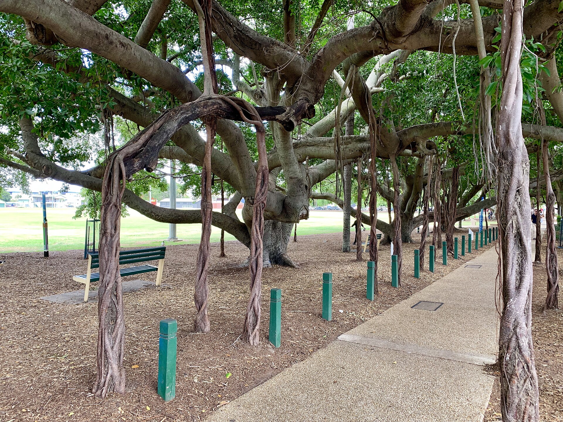 The Avenue of Honour of fig trees along Oxford Street at Bulimba Memorial Park