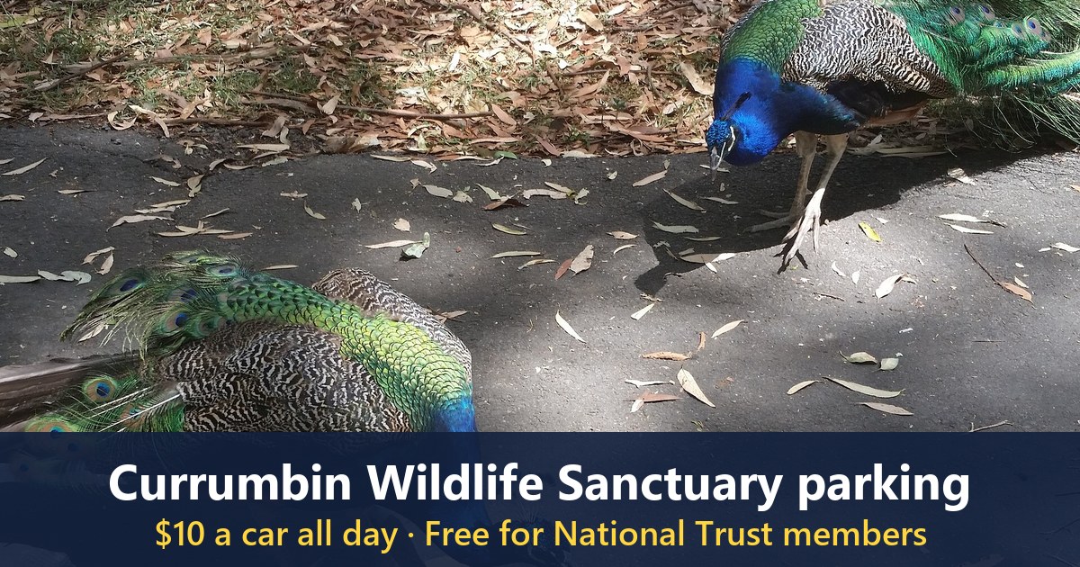 Peacock at Currumbin Wildlife Sanctuary, photographed in 2017