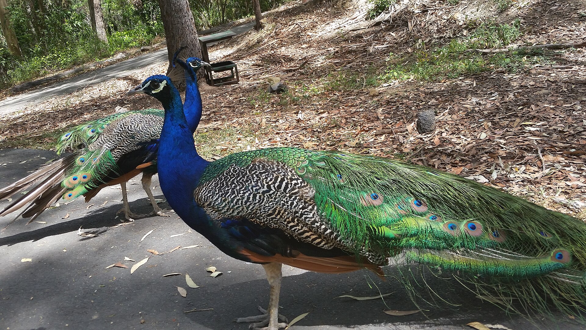 A peacock at Currumbin Wildlife Sanctuary in 2017