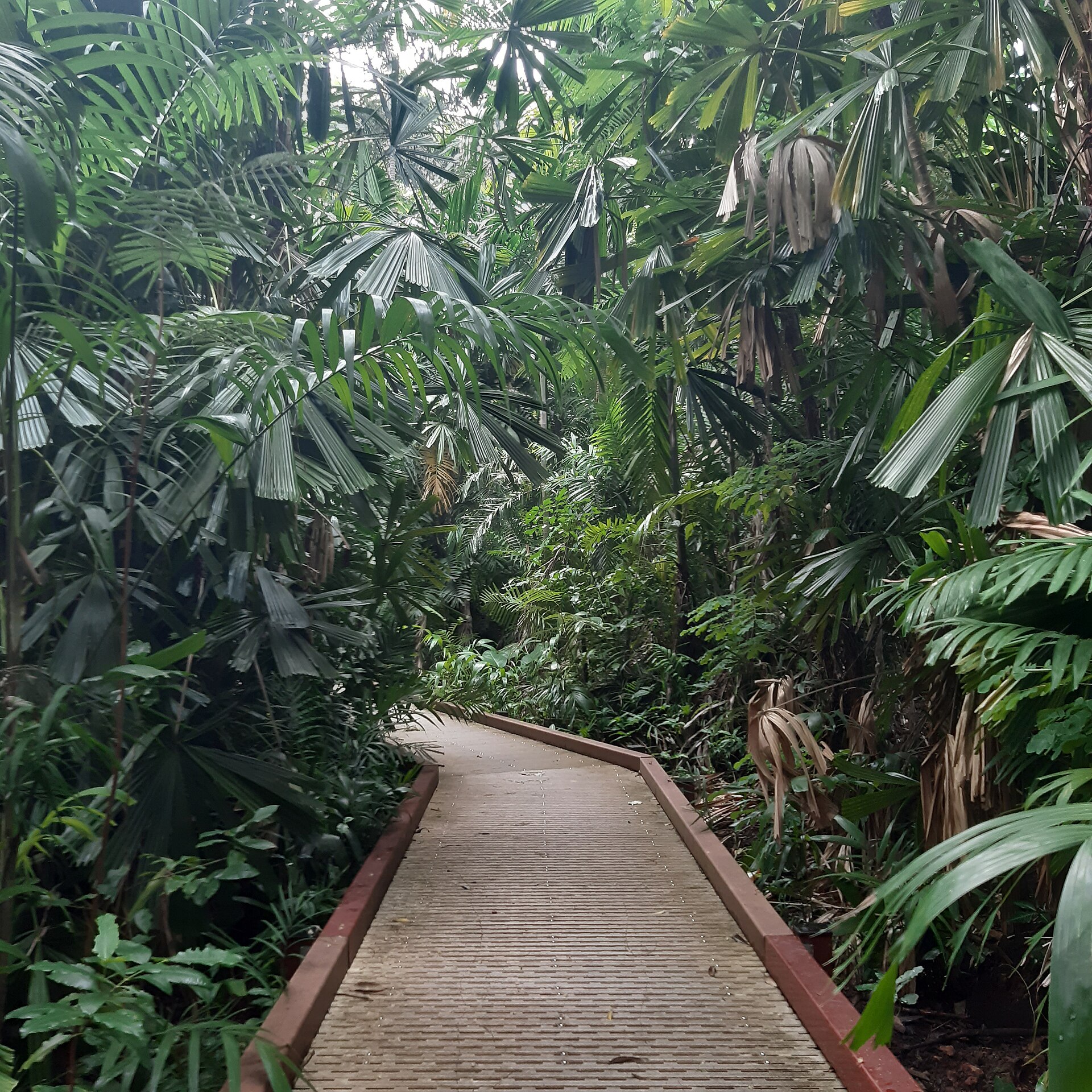 A walkway through the George Brown Darwin Botanic Gardens, next to the market site, photographed in 2025