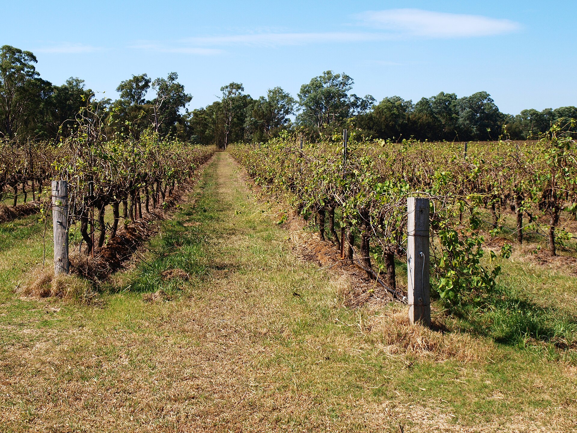 A vineyard in the Hunter Valley, New South Wales