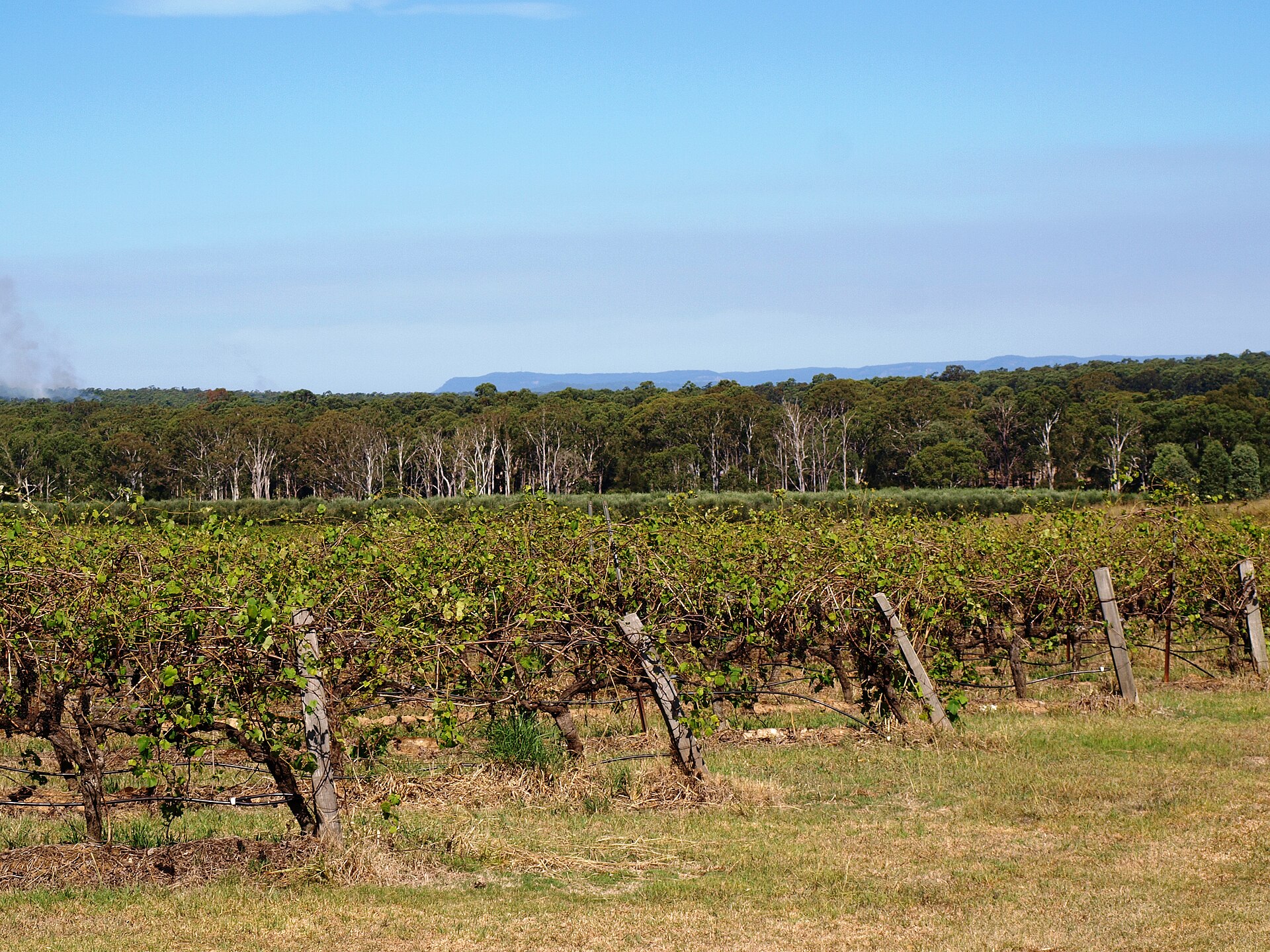 Rows of vines in the Hunter Valley, New South Wales