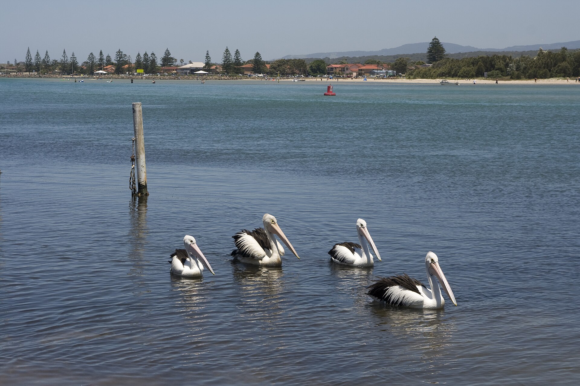 Pelicans on Lake Illawarra with the Windang shoreline behind, NSW