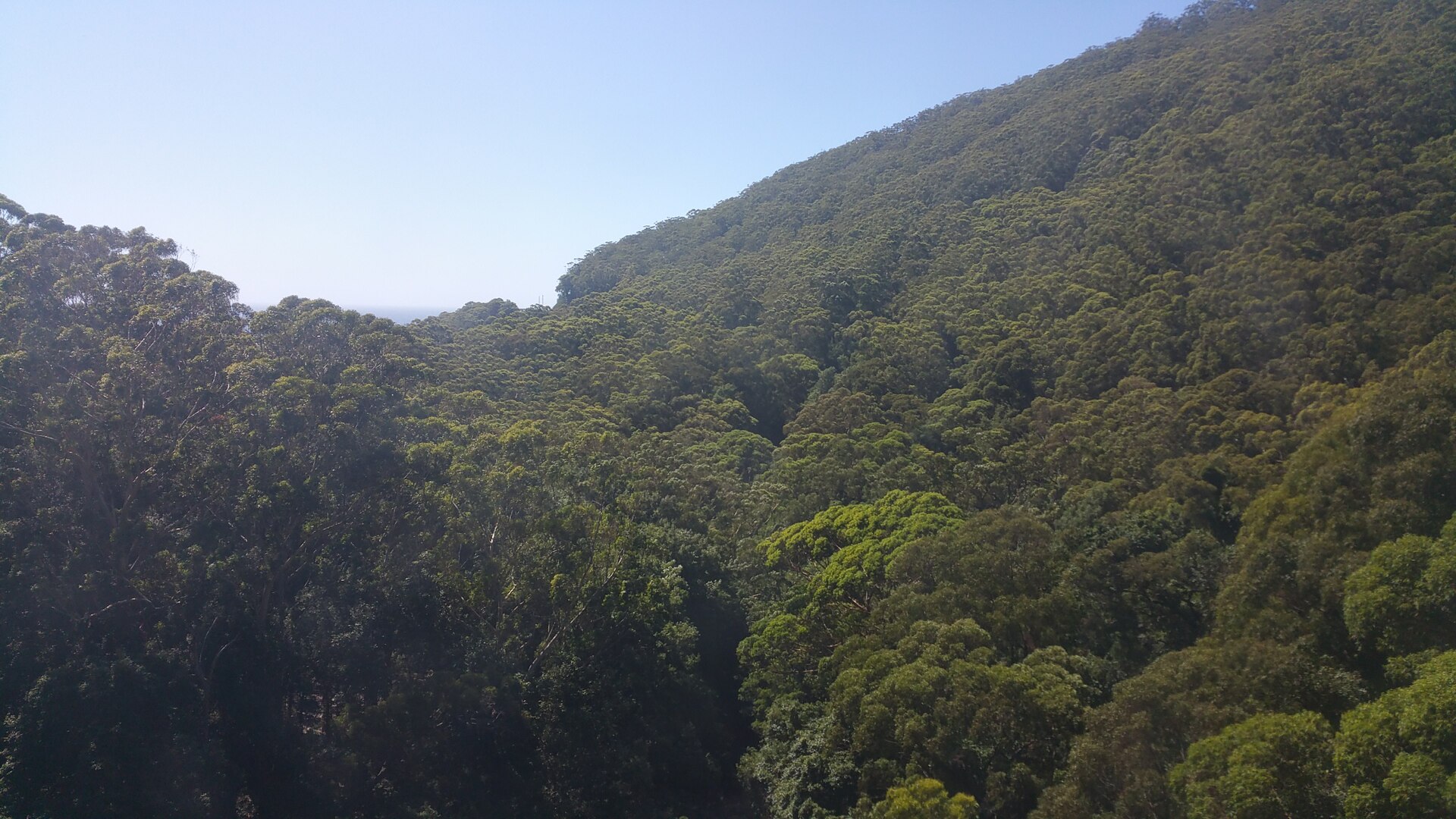 A view of the Royal National Park from the Illawarra railway line in January 2017
