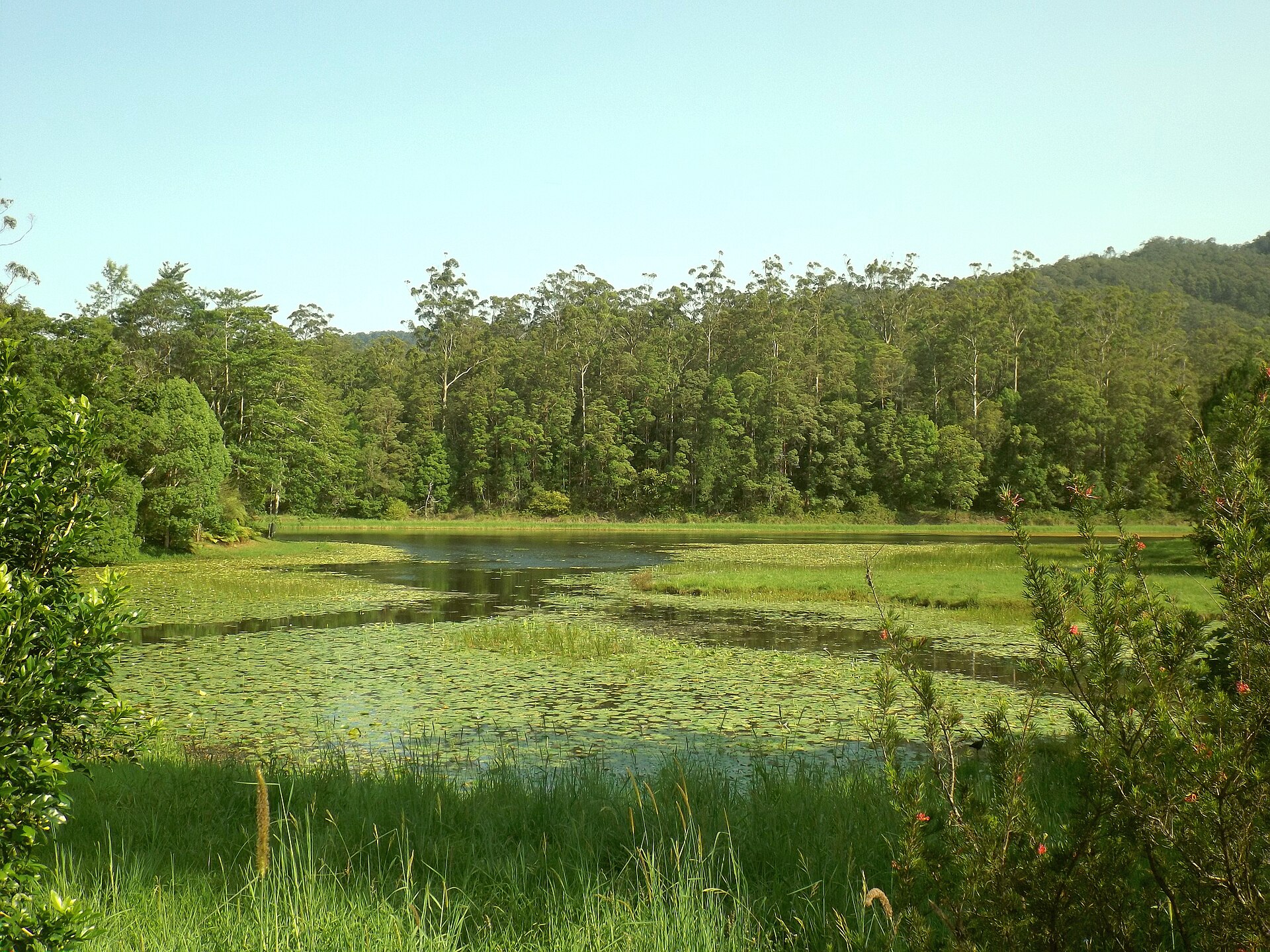 Tallebudgera Creek Dam in the Tallebudgera Valley, further up the creek (not at the car park)