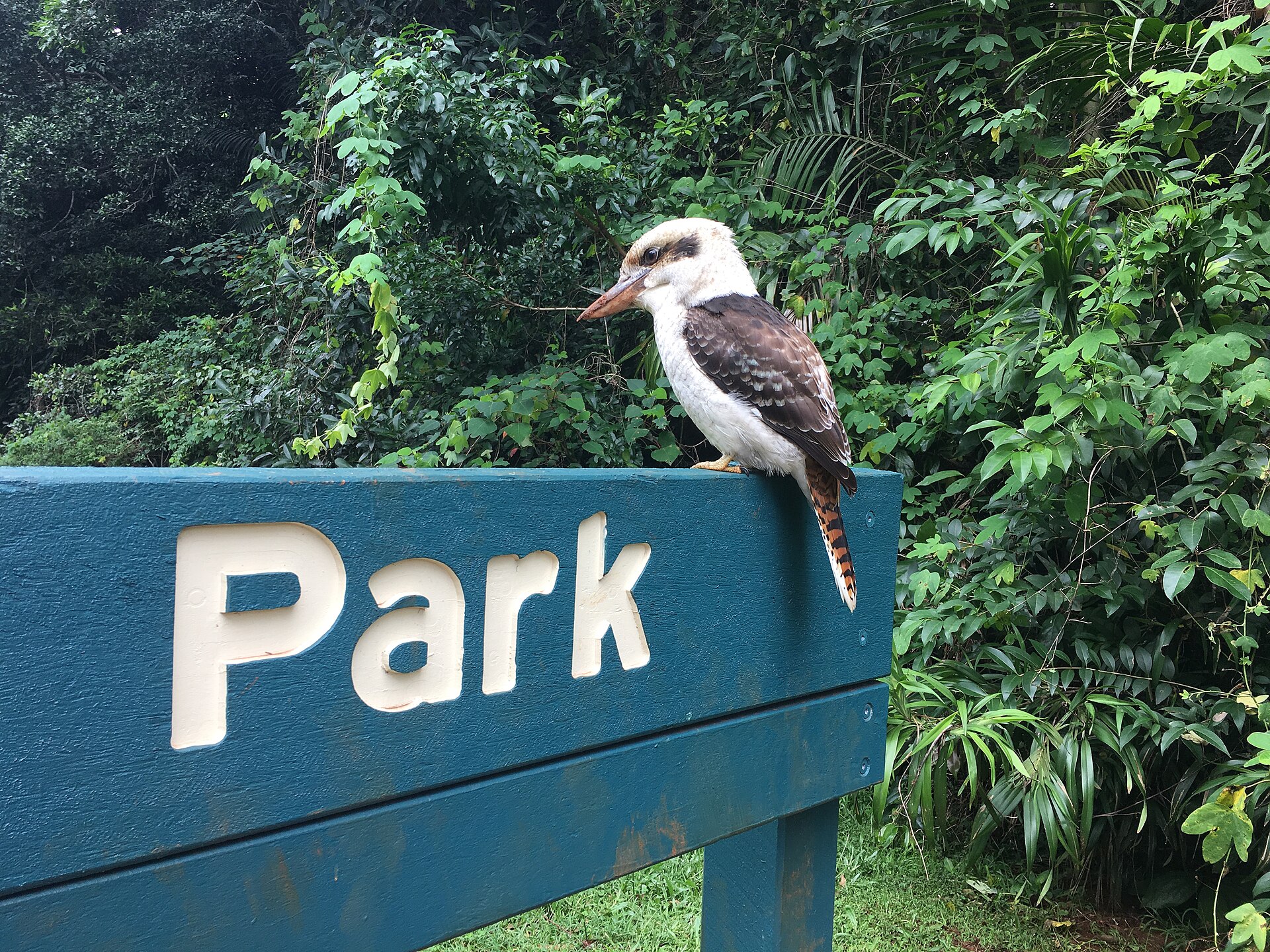 A kookaburra in Tamborine National Park, photographed in 2017