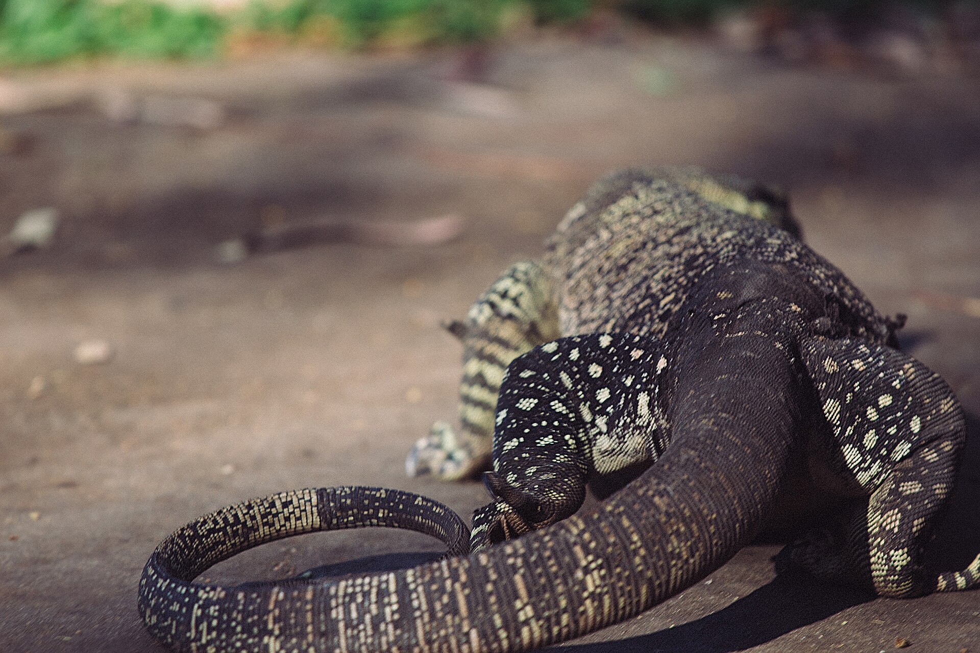 A lace monitor at Cedar Creek Falls in Tamborine National Park, photographed in 2017