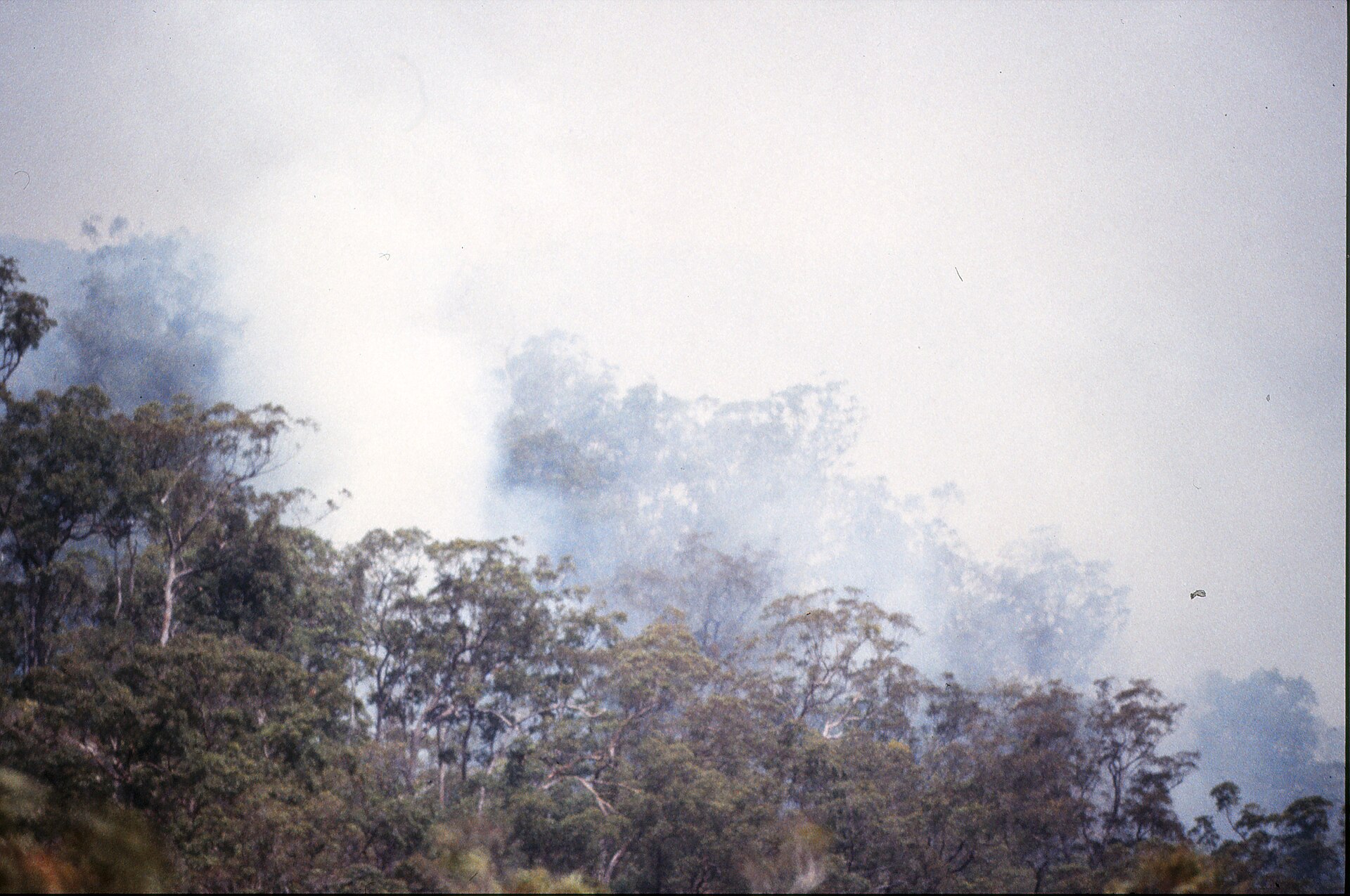 Tall open forest on Mount Tamborine, photographed in 2010