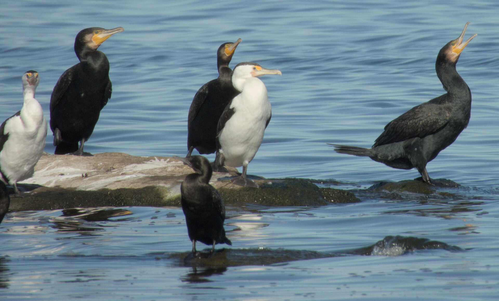 Cormorants on Tuggerah Lake in August 2025
